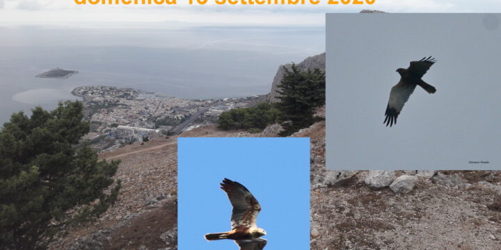BIRDWATCHING A RAFFO ROSSO (PA) – 13 SETTEMBRE 2020. ASPETTANDO LA MIGRAZIONE DEL FALCO DI PALUDE
