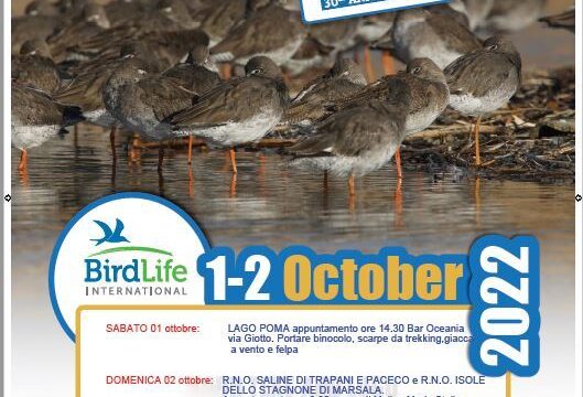 Eurobirdwatch con la Lipu 01- 02 ottobre 2022 Lago Poma, Saline di Trapani e Stagnone di Marsala