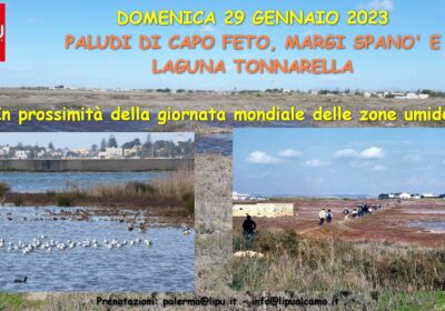 DOMENICA 29 GENNAIO 2023 – ESCURSIONE-BIRDWATCHING LIPU: PALUDI DI CAPO FETO, MARGI SPANO’ E LAGUNA TONNARELLA