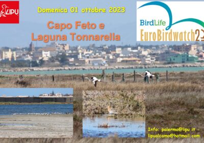 Eurobirdwatch 30 settembre – 01 ottobre 2023 Lago Poma-Capo Feto e Laguna Tonnarella con la Lipu