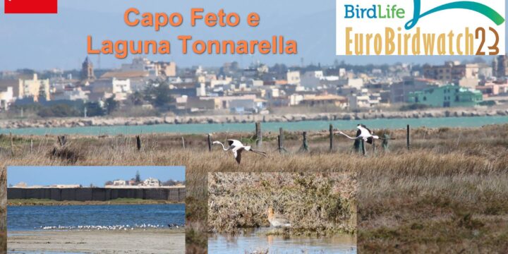Eurobirdwatch 30 settembre – 01 ottobre 2023 Lago Poma-Capo Feto e Laguna Tonnarella con la Lipu